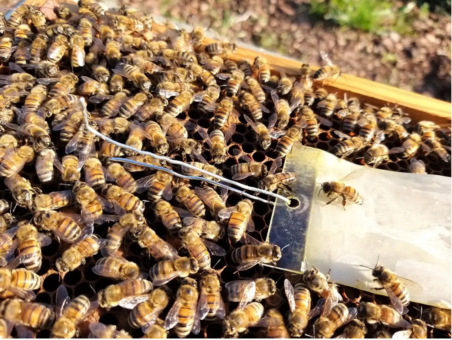 Ecologia Viterbo partecipa al più grande progetto europeo di biomonitoraggio con le api
